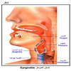 ���� ������� Epiglottis