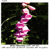 ���� ���� ������ (Fox Gloves)