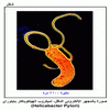 ���� ������� ���������� ������ ������� ������������ �������� (Helicabacter Pylori)