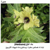 ���� ����� (Henbane)