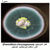��� ����������� (Penicillium chrysogenum) ���� ������ �� ����� ��������