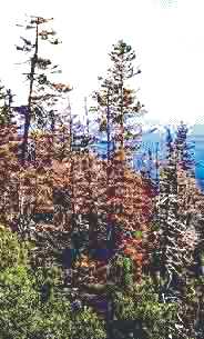 ����� ������� ������