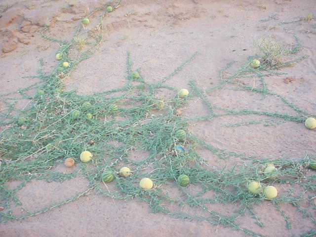 ���� ����� ������ ��� ������� ���� ������� ������